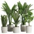 Indoor Plant Set45 - Thumbnail 1