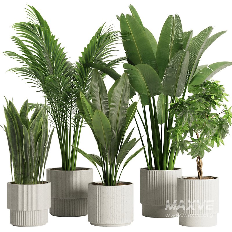 Indoor Plant Set45 - Image 1