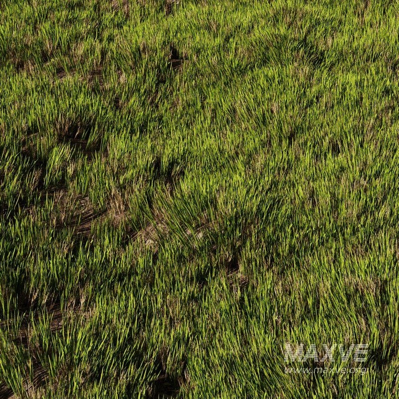 Wild Grass - Image 1