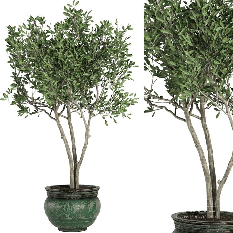 Indoor Plant Set41 – olive - Image 1