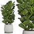 Indoor Plant Set42 – Ficuse in pot - Thumbnail 1