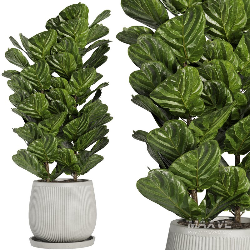 Indoor Plant Set42 – Ficuse in pot - Image 1