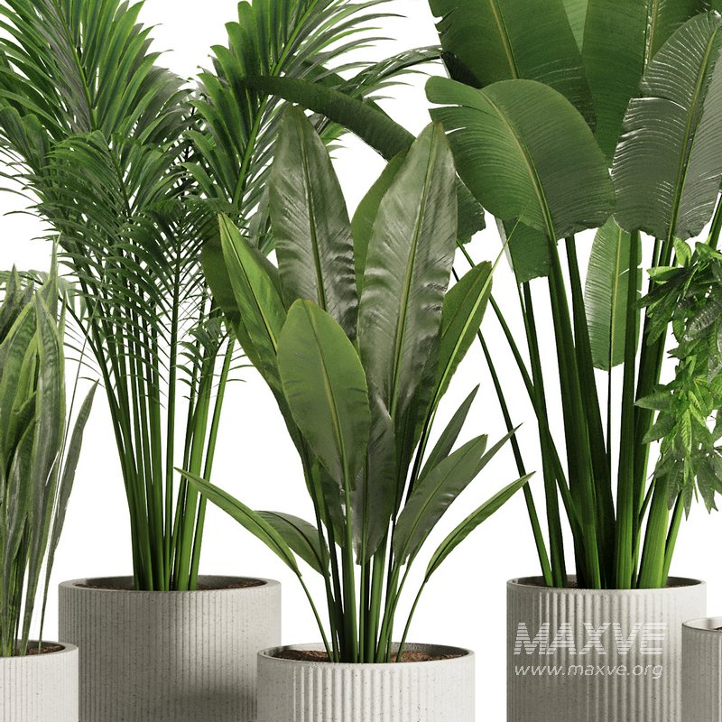 Indoor Plant Set45 - Image 2