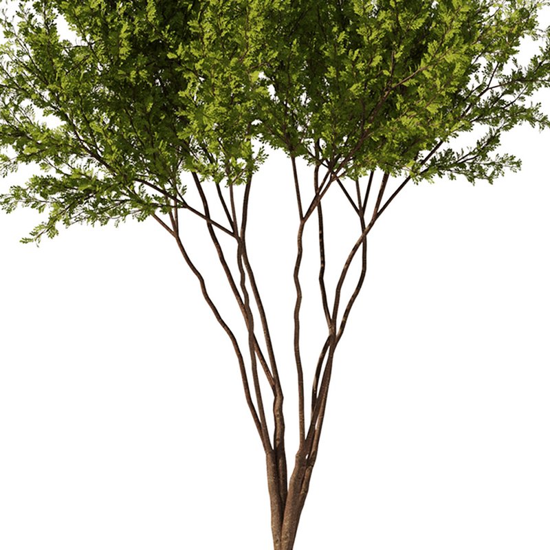 Gleditsia triacanthos tree7 – spring - Image 1