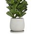 Indoor Plant Set42 – Ficuse in pot - Thumbnail 2