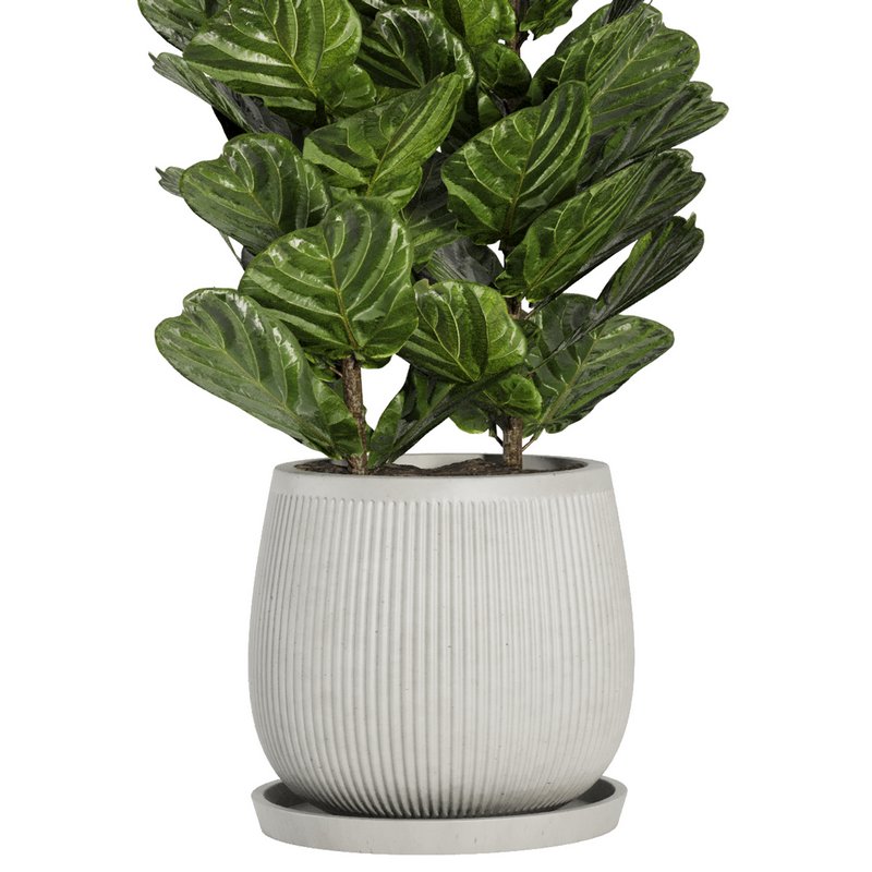 Indoor Plant Set42 – Ficuse in pot - Image 2