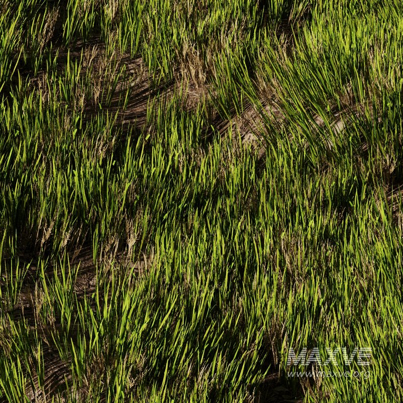 Wild Grass - Image 3