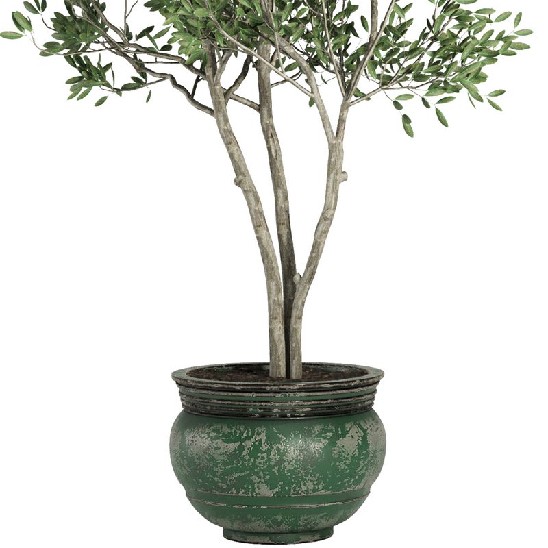 Indoor Plant Set41 – olive - Image 2