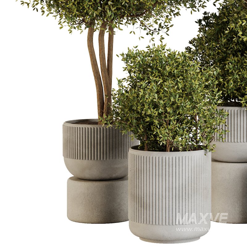 Indoor Plant Set43 - Image 2