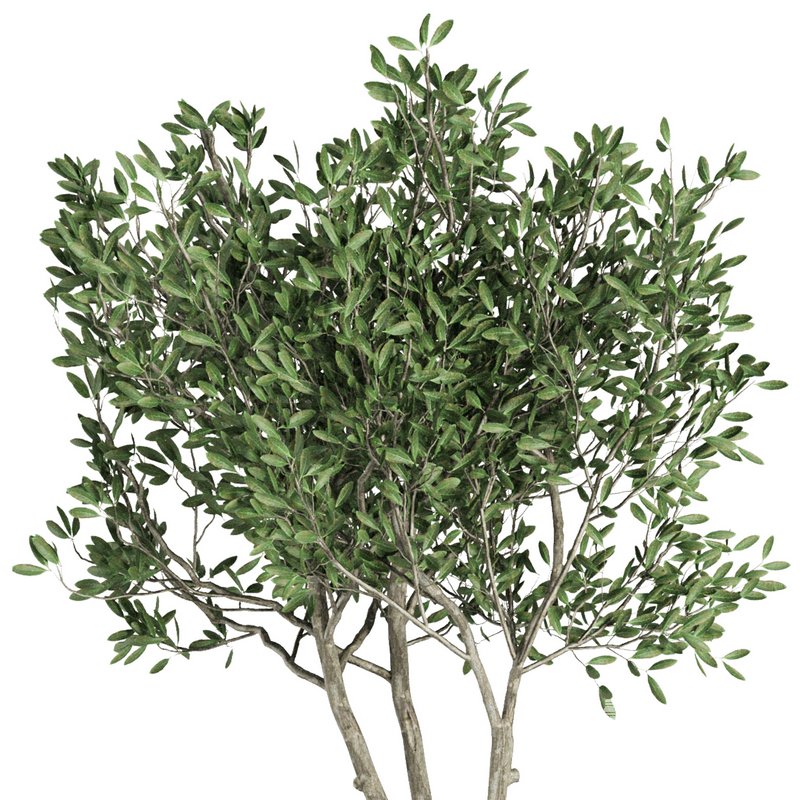Indoor Plant Set41 – olive - Image 3