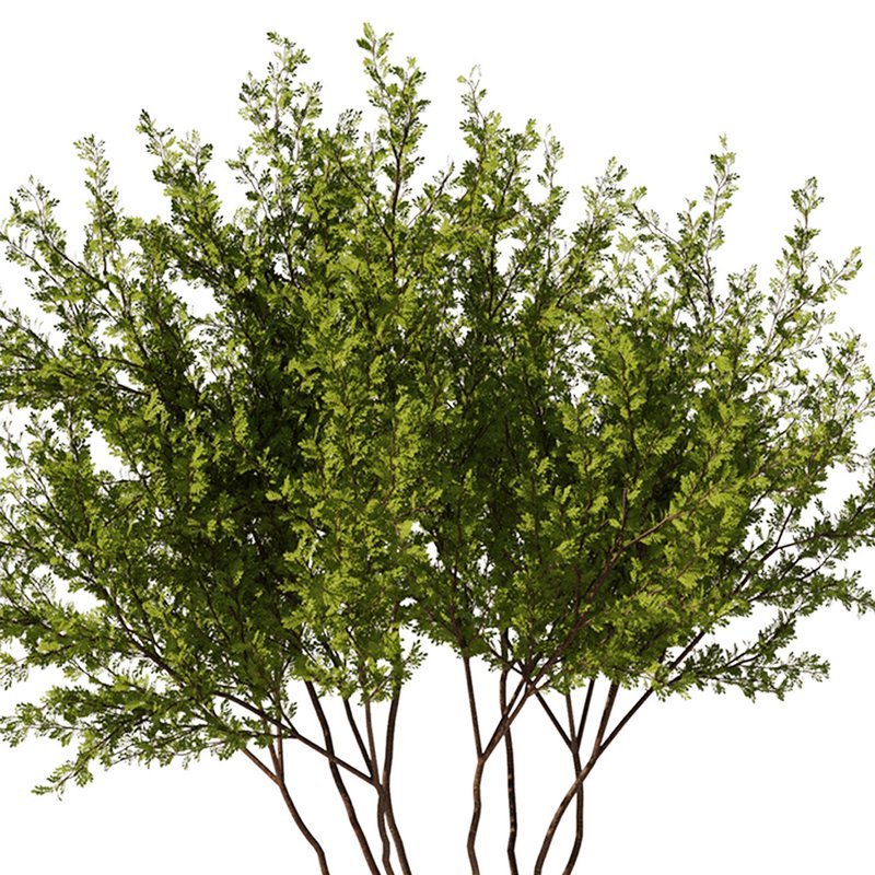 Gleditsia triacanthos tree7 – spring - Image 2