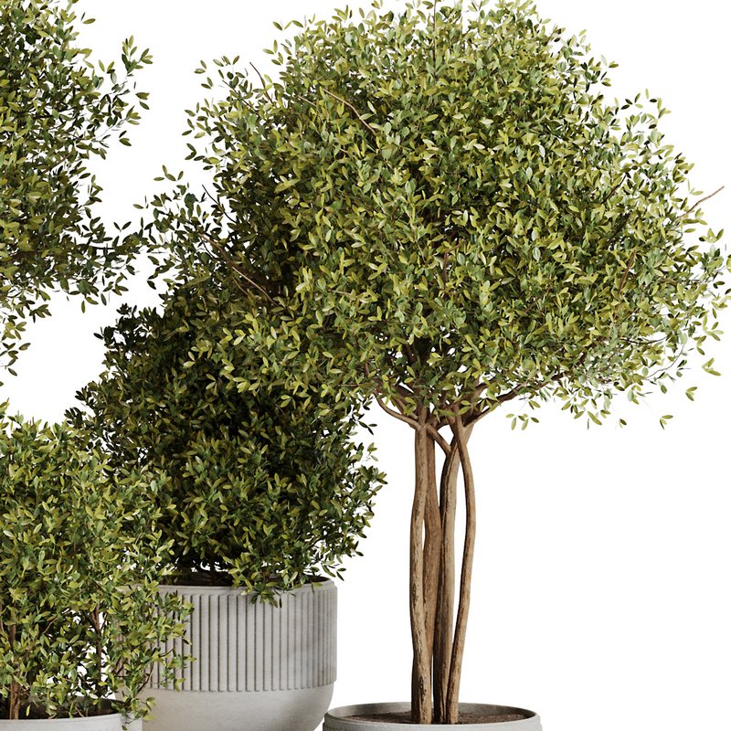 Indoor Plant Set43 - Image 3