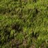 Wild Grass - Thumbnail 2