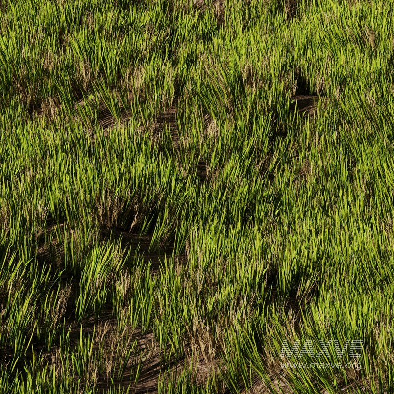 Wild Grass - Image 2