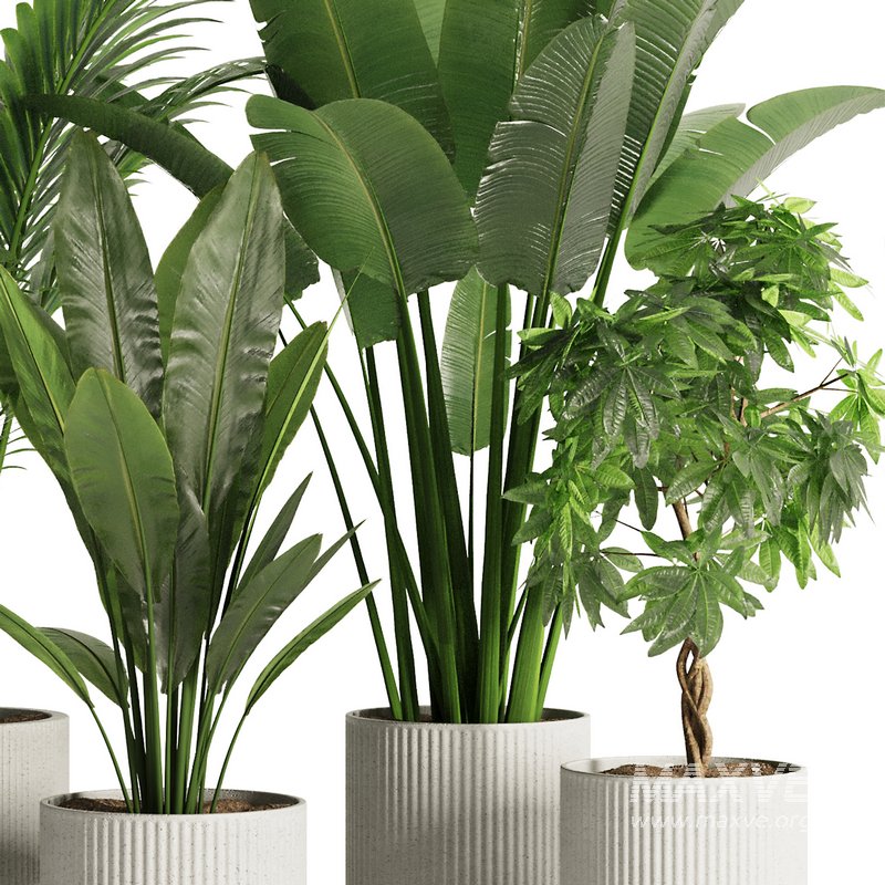 Indoor Plant Set45 - Image 3