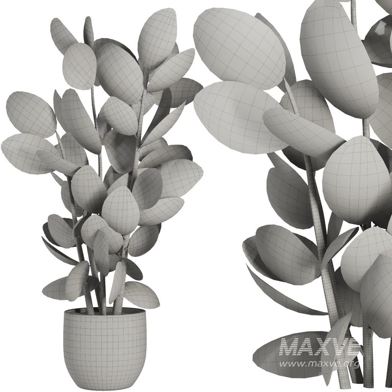 Indoor Plant Set44 - Image 3