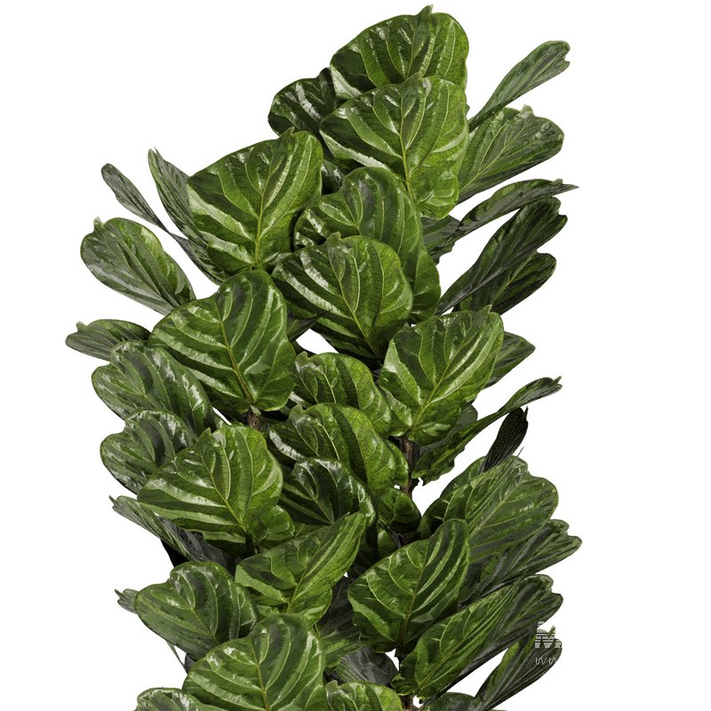 Indoor Plant Set42 – Ficuse in pot - Image 3