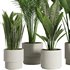 Indoor Plant Set45 - Thumbnail 4