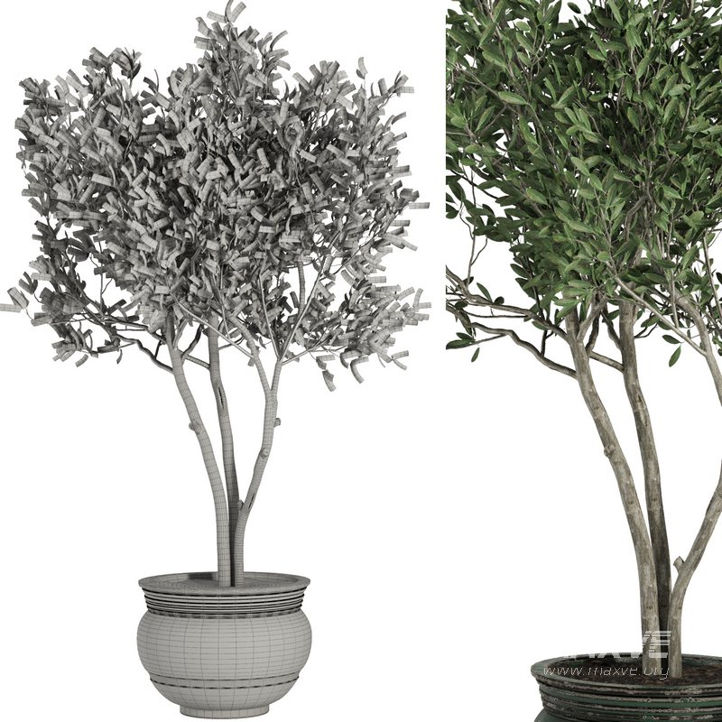 Indoor Plant Set41 – olive - Image 4