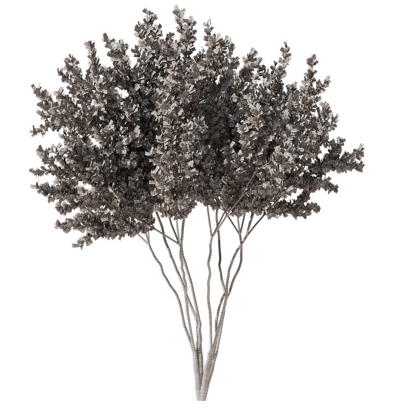 Gleditsia triacanthos tree7 – spring - Image 4