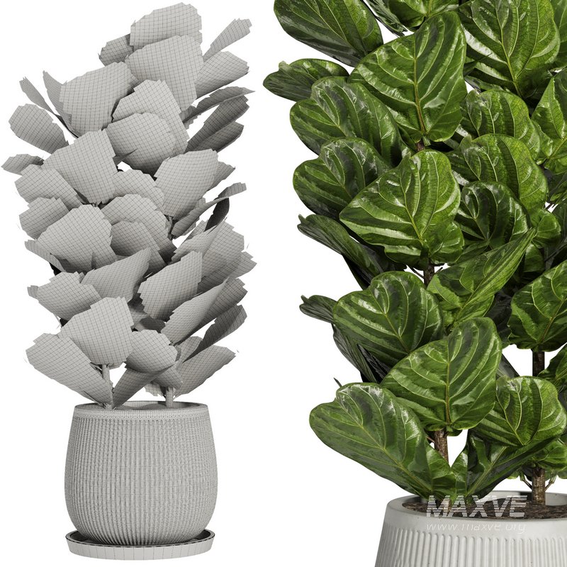 Indoor Plant Set42 – Ficuse in pot - Image 4