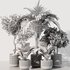 Indoor Plant Set40 - Thumbnail 5