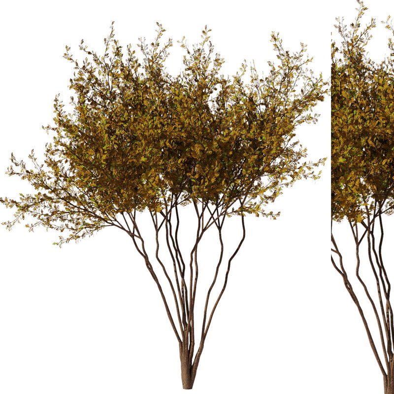 tree8 – autumn - Image 1