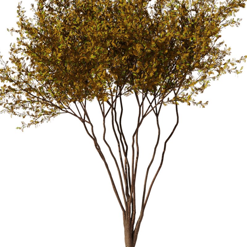 tree8 – autumn - Image 2