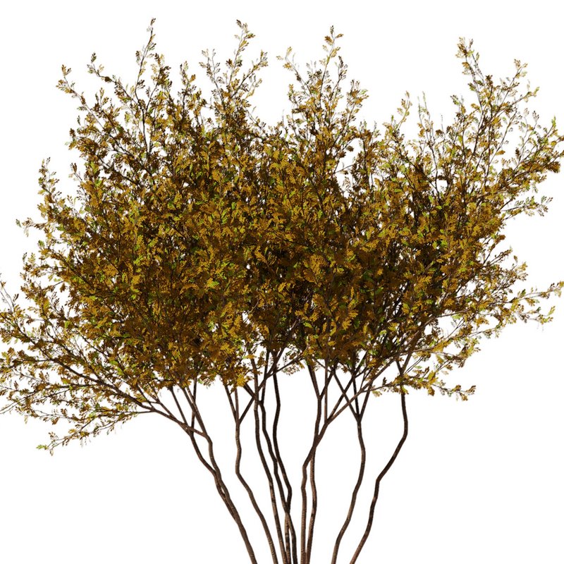 tree8 – autumn - Image 3