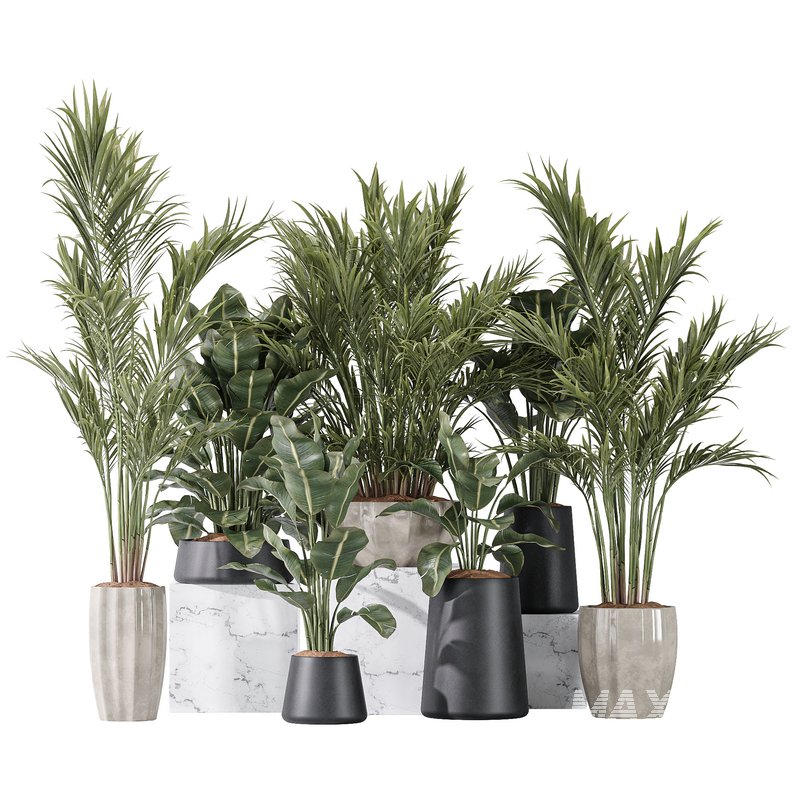 ParadiseBird and Areca Majesty Vase 14 - Image 1