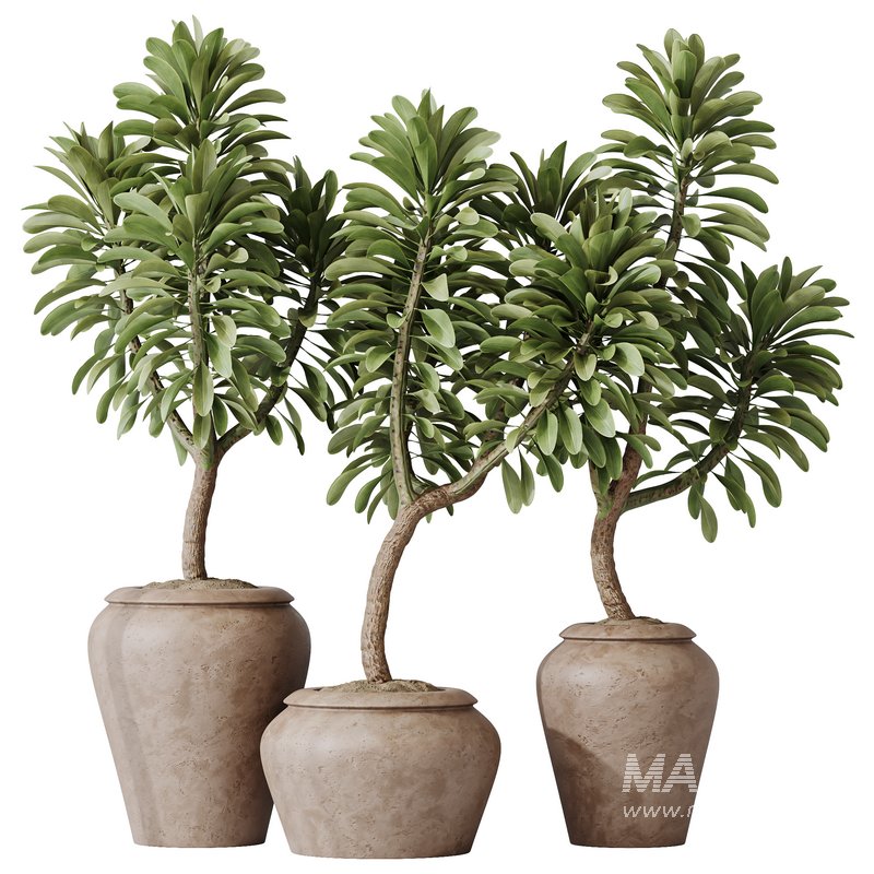 HQ HousePlants Euphorbia Drupifera Sunshine Agaveville Set02 - Image 1