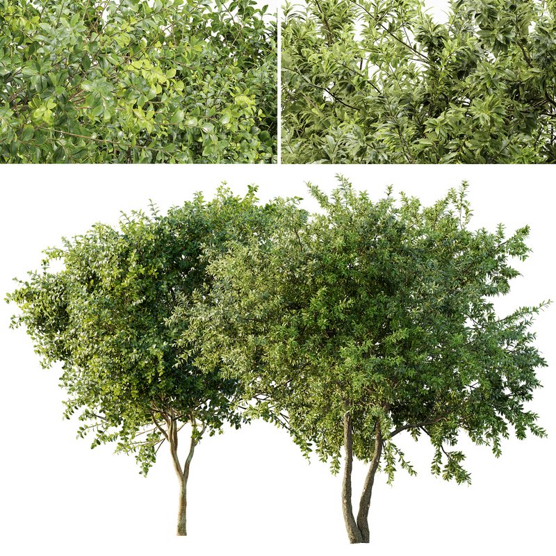 Champaca and Water gum 2 trees - Image 1