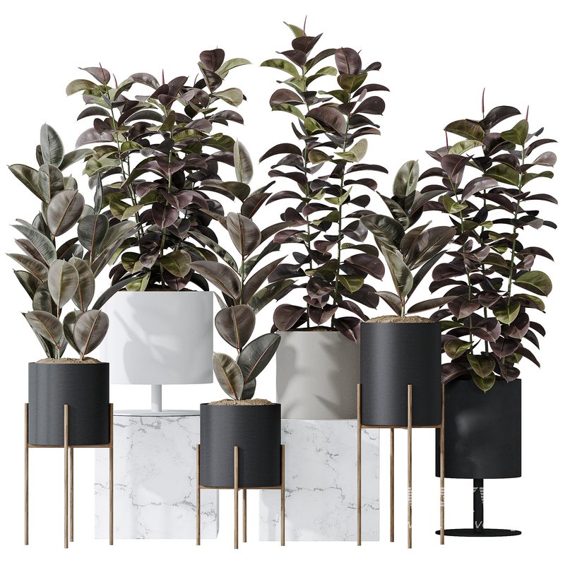 Rubber Ficus Elastica Abidjan Melany Vase 19 - Image 3