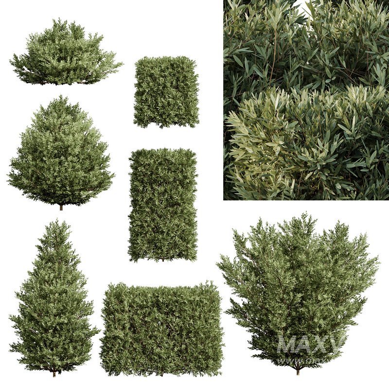 Montra Olive Bush-7 different bush - Image 2