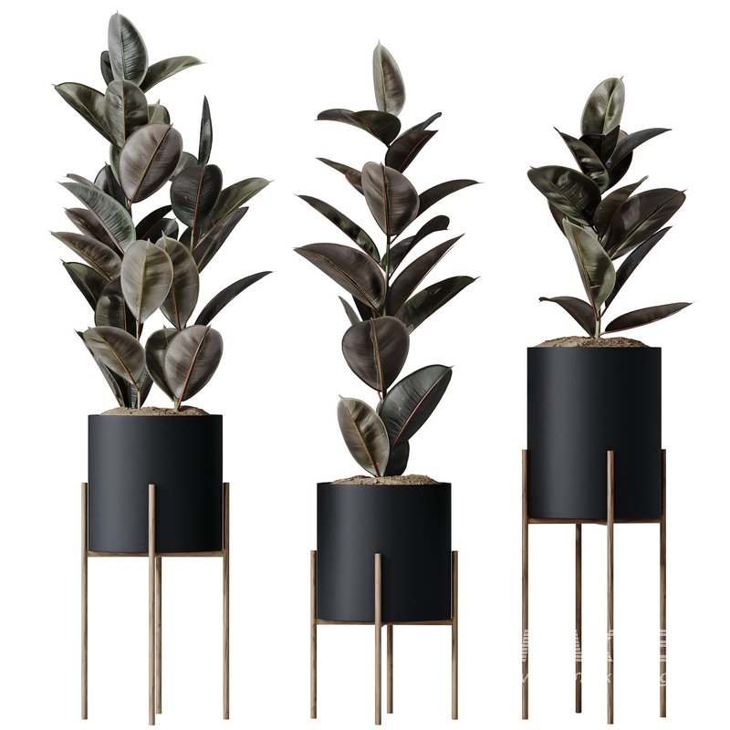 HQ HousePlants Rubber Ficus Elastica Abidjan Melany Set08 - Image 1