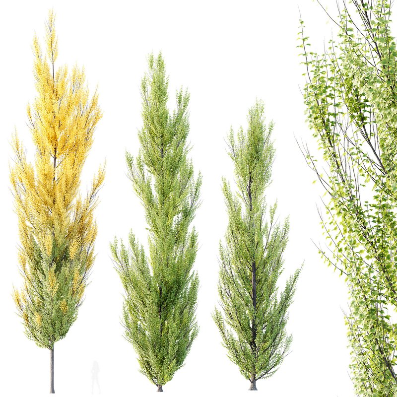 HQ Plants Acer X freemanii Freeman Maple Sapindaceae Armstrong Set02 - Image 1