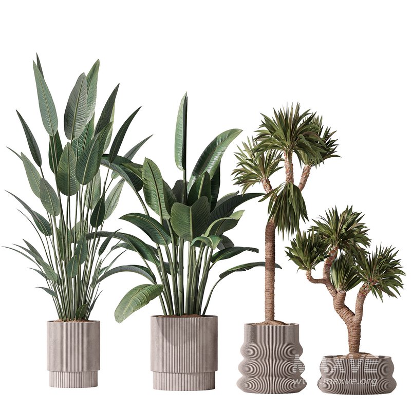 ParadiseBird and Elephantipes Gigantea Vase 08 - Image 1