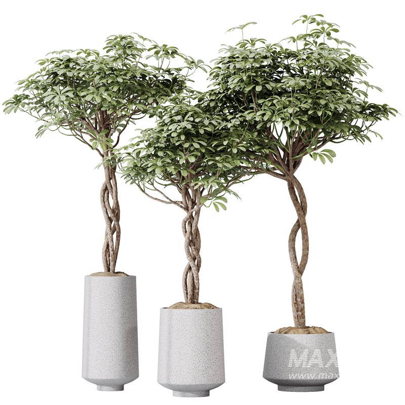 HQ HousePlants Schefflera Arboricola Umbrella Set02 - Image 1