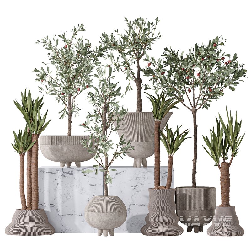 Mission Olive Tree Indoor and Yucca Elephantipes Gigantea Vase 17 - Image 1
