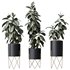 HQ HousePlants Rubber Ficus Elastica Abidjan Melany Set07 - Thumbnail 1