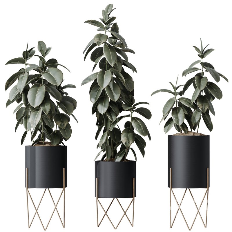 HQ HousePlants Rubber Ficus Elastica Abidjan Melany Set07 - Image 1