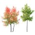 HQ Plants Acer X freemanii Freeman Maple Sapindaceae Set04 - Thumbnail 1
