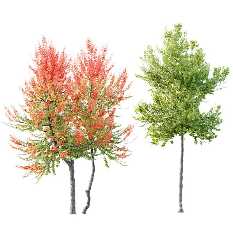 HQ Plants Acer X freemanii Freeman Maple Sapindaceae Set04 - Image 1
