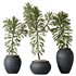 HQ HousePlants Euphorbia Drupifera Sunshine Agaveville Set01 - Thumbnail 1