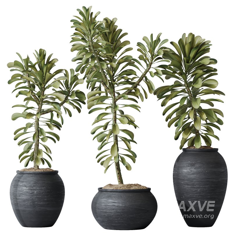 HQ HousePlants Euphorbia Drupifera Sunshine Agaveville Set01 - Image 1