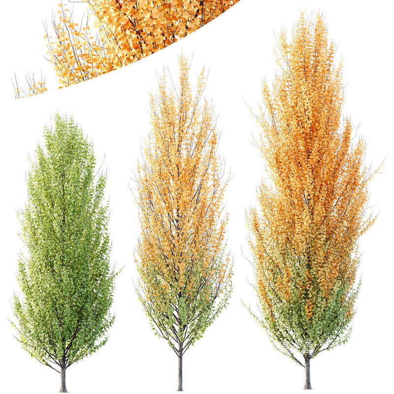 Plants Acer X freemanii Freeman Maple Sapindaceae Set05 - Image 1