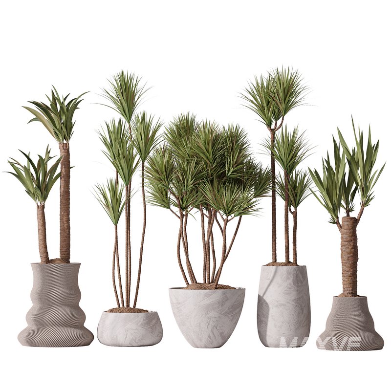 Yucca Elephantipes Gigantea Vase 09 - Image 1