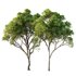 Acer Pseudoplatanus 04-spring trees - Thumbnail 1