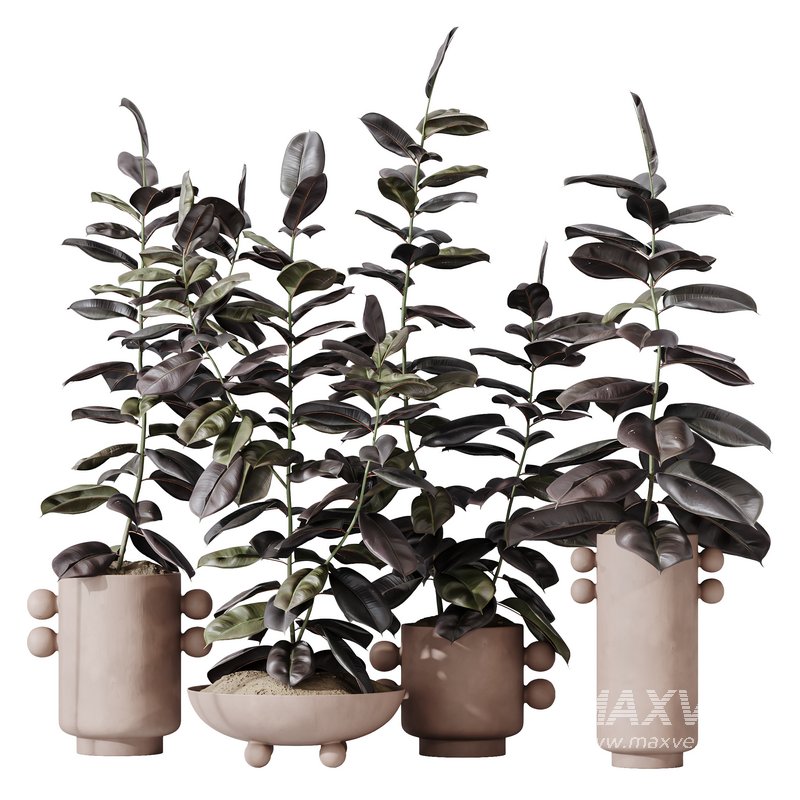 HQ HousePlants Rubber Ficus Elastica Abidjan Melany Set04 - Image 1