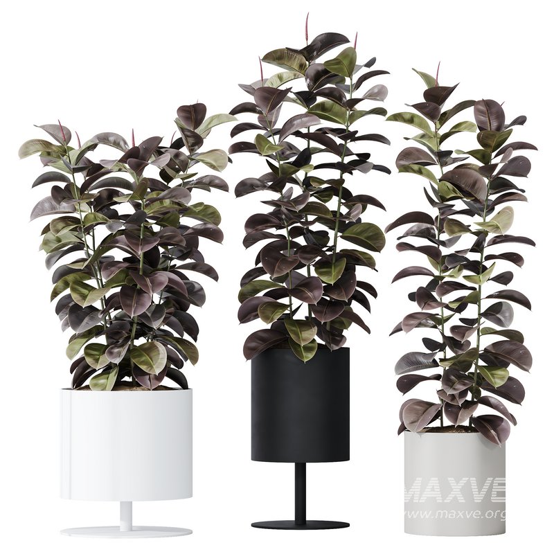 HQ HousePlants Rubber Ficus Elastica Abidjan Melany - Image 1